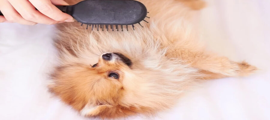 Effective Techniques to Remove Stubborn Tangles and Knots from Your Dog’s Fur